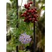 Brazilian Nightshade Solanum seaforthianum Ornamental 20 Seeds