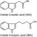 Indole-3-butyric Acid (IBA) 99% Pure - Root Growth Hormone - 10g