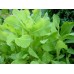 Wild Lettuce (Lactuca Virosa) 15x Extract Powder - 1 Gram