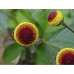 TOOTHACHE Plant - Spilanthes oleracea x30 Seeds